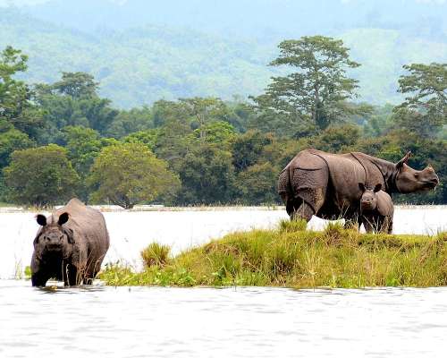 Beauty of Meghalaya with wild Kaziranga