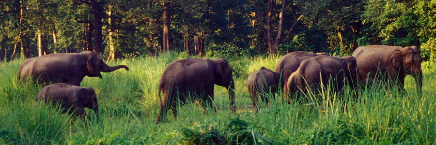 Buxa National Park