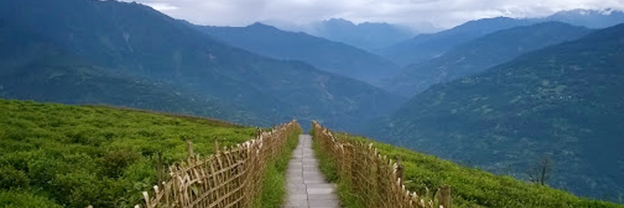 Temi Tea Garden